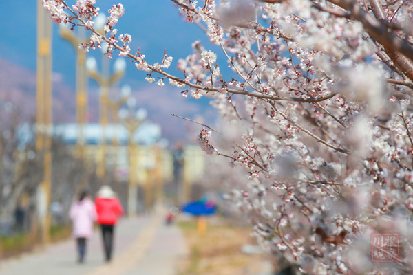 2月18日,樱桃花妆点下的九襄梨花大道