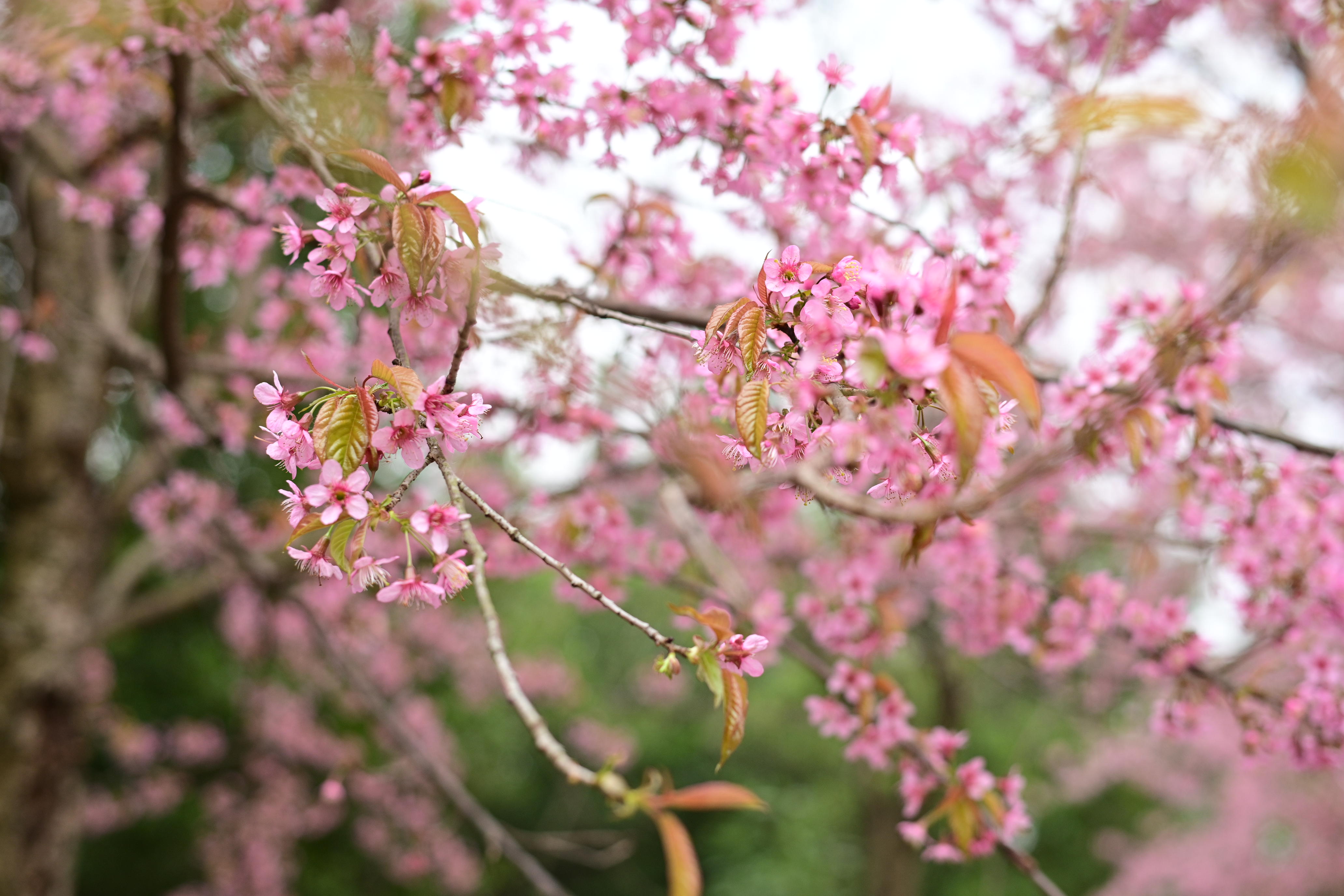 是春天的气息青龙湖湿地公园樱花绽放