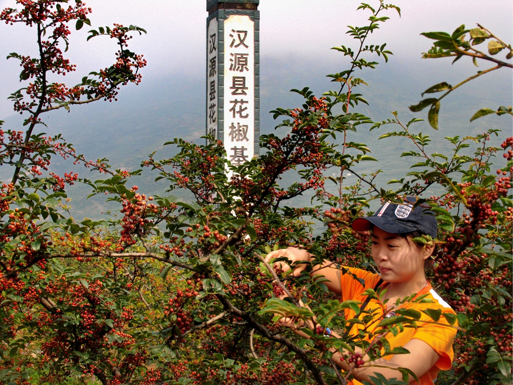 非一般的局 | 汉源有个"花椒局" 让花椒产量和价格都翻了番