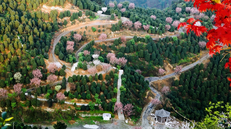 珙县龙茶花海