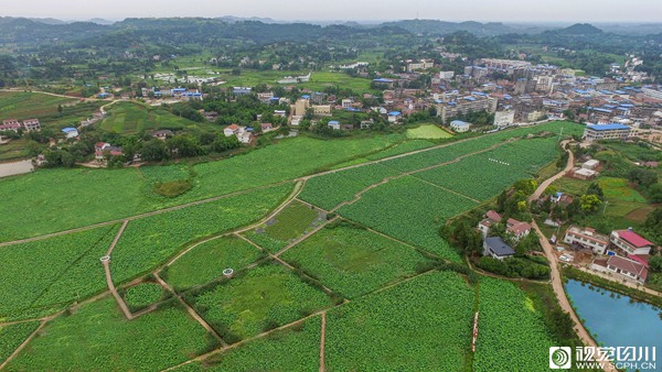 资阳市雁江区丹山镇栽植万亩莲藕.