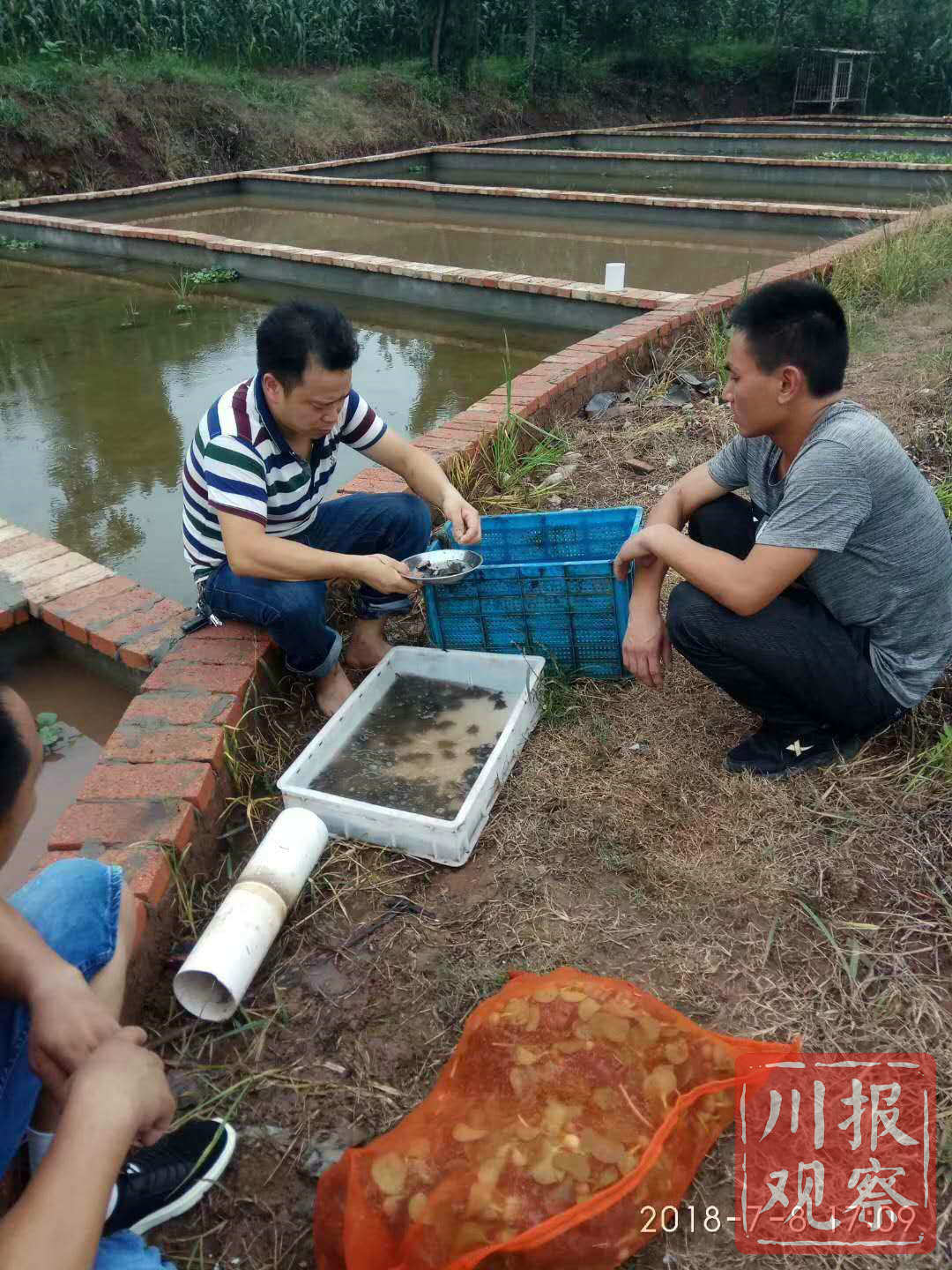 坐在池塘旁,唐建军为客户清点甲鱼幼苗.