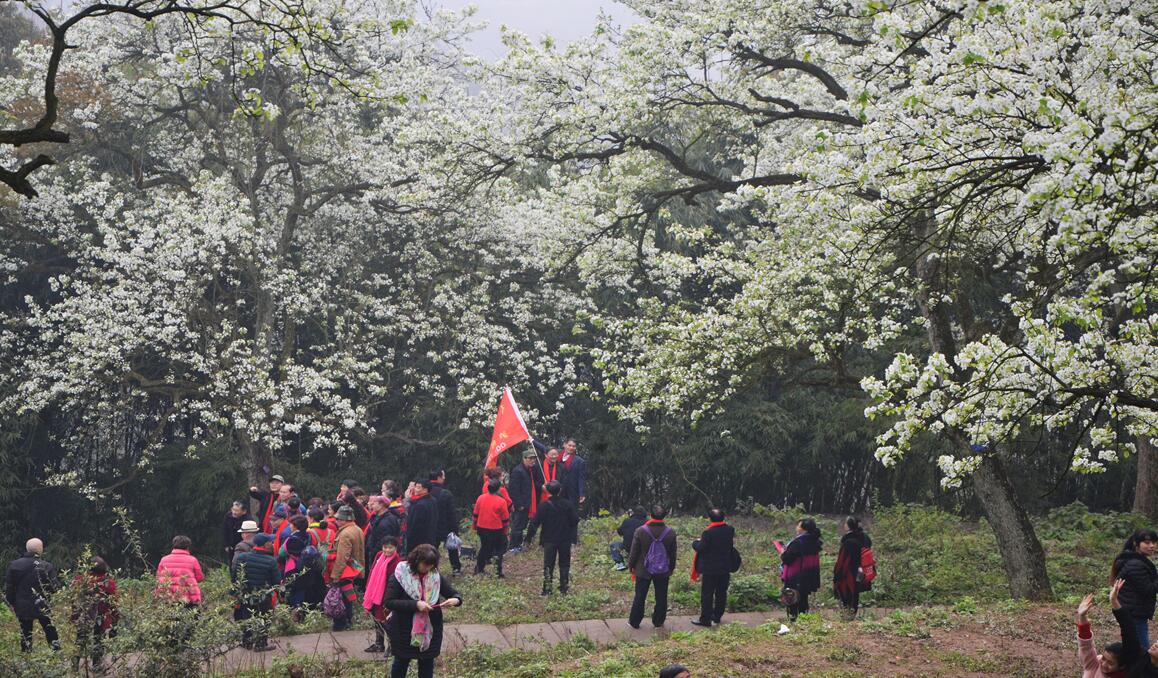 简介:梨花村背靠方山风景区,紧邻307省道,在梨花开的季节,漫山的梨花