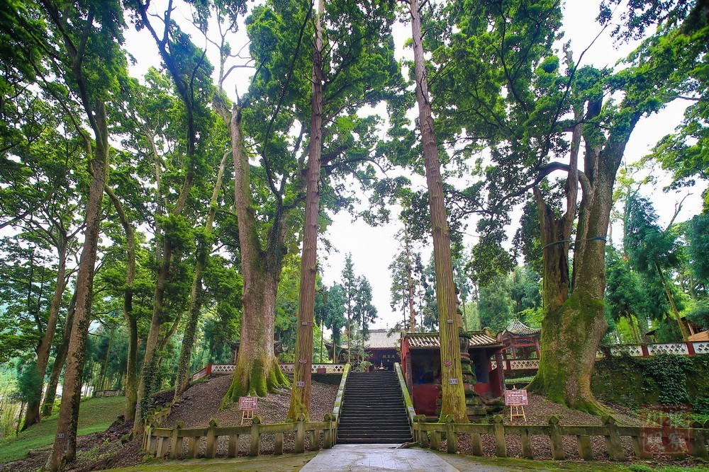 云峰寺内的千年桢楠树