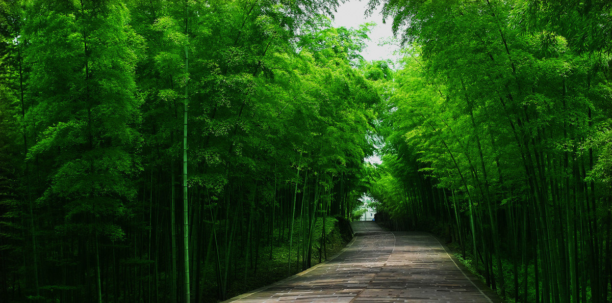 相约双城一起看竹最美竹林风景名单来了