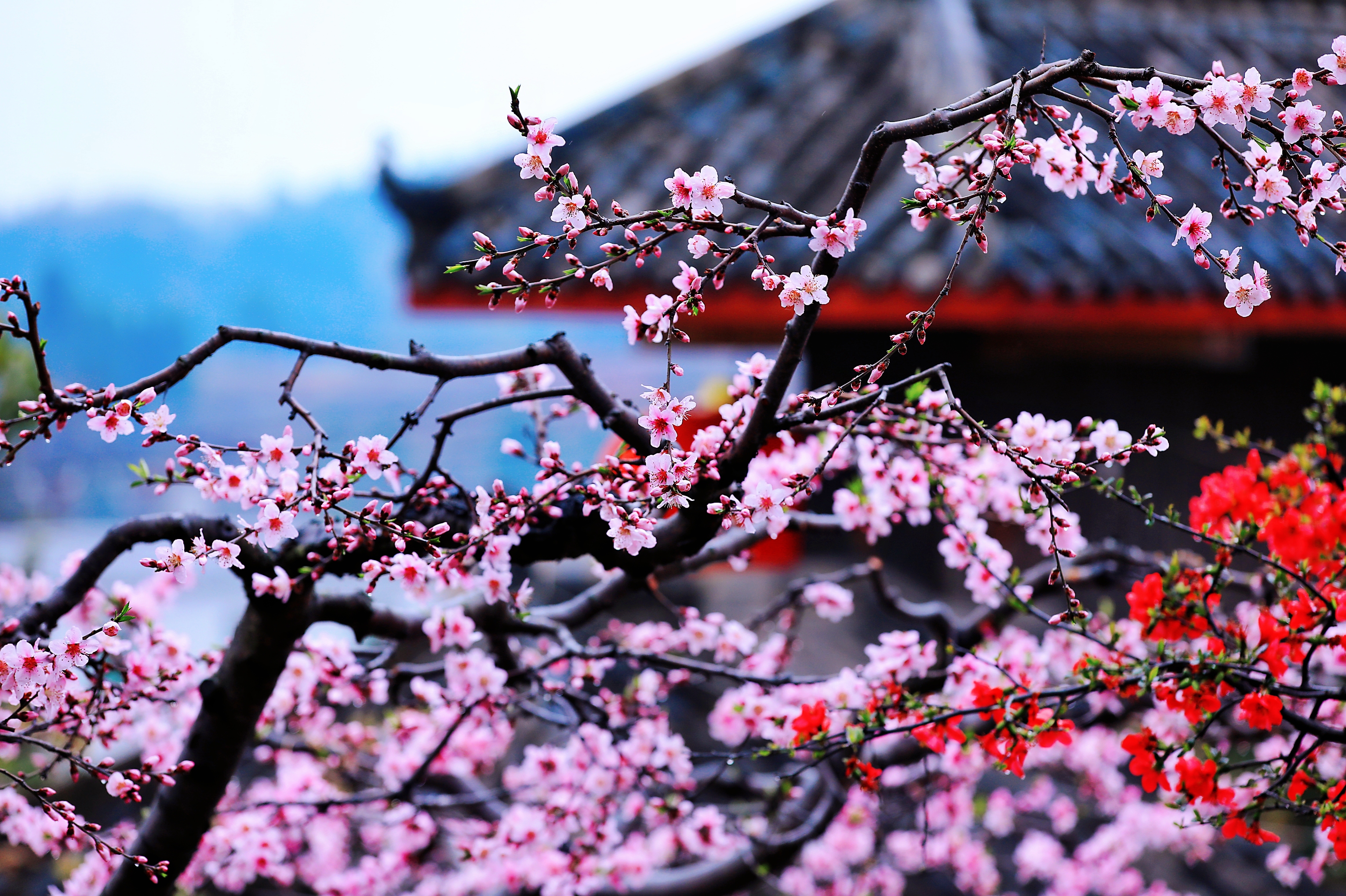 赏花地址:白马关镇万佛村