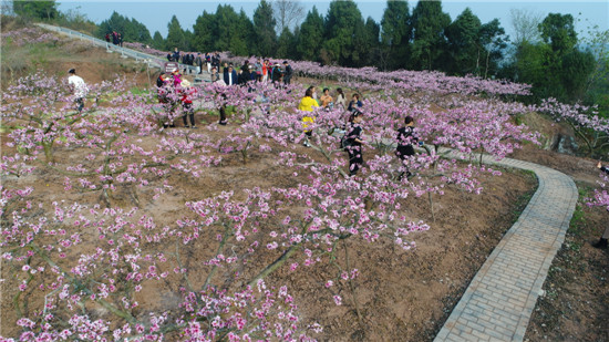 仁寿县方家镇:1200亩桃花迎春怒放