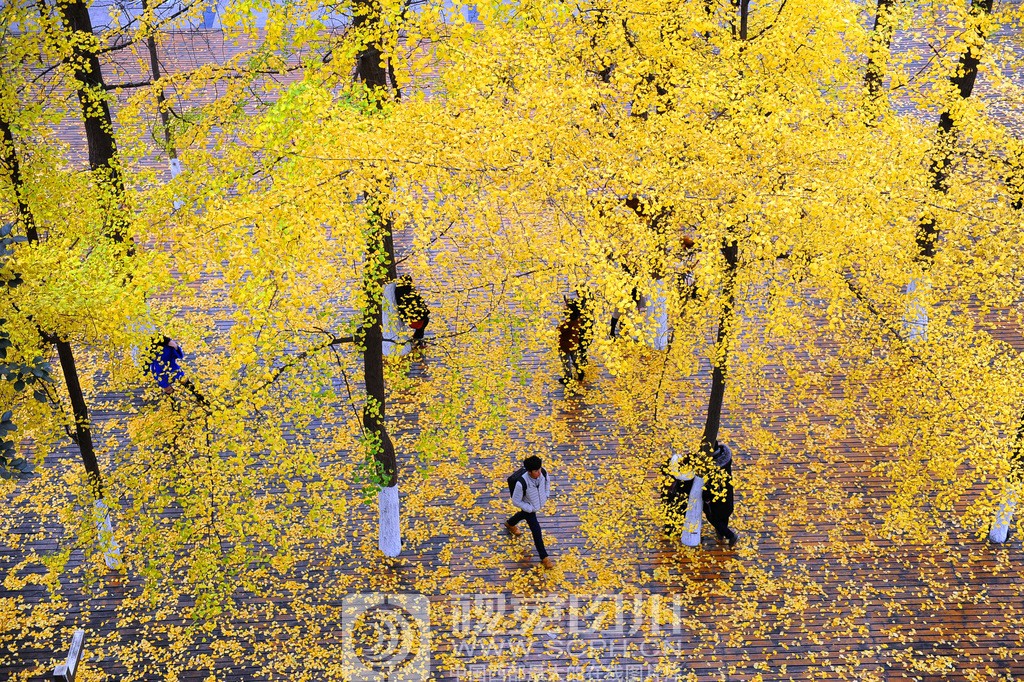 新成都:满城诗意和美景