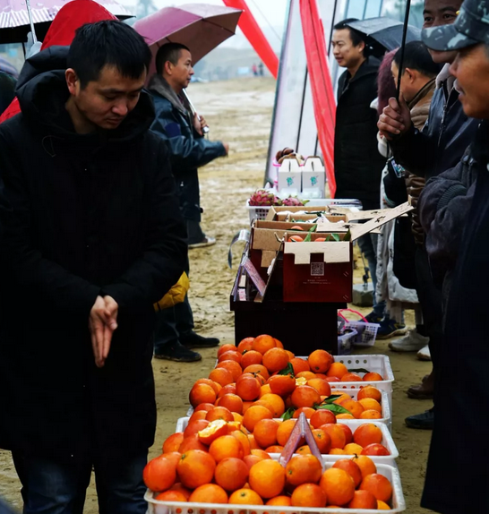 "橙"意满满!仁寿宝飞镇第二届血橙节开幕