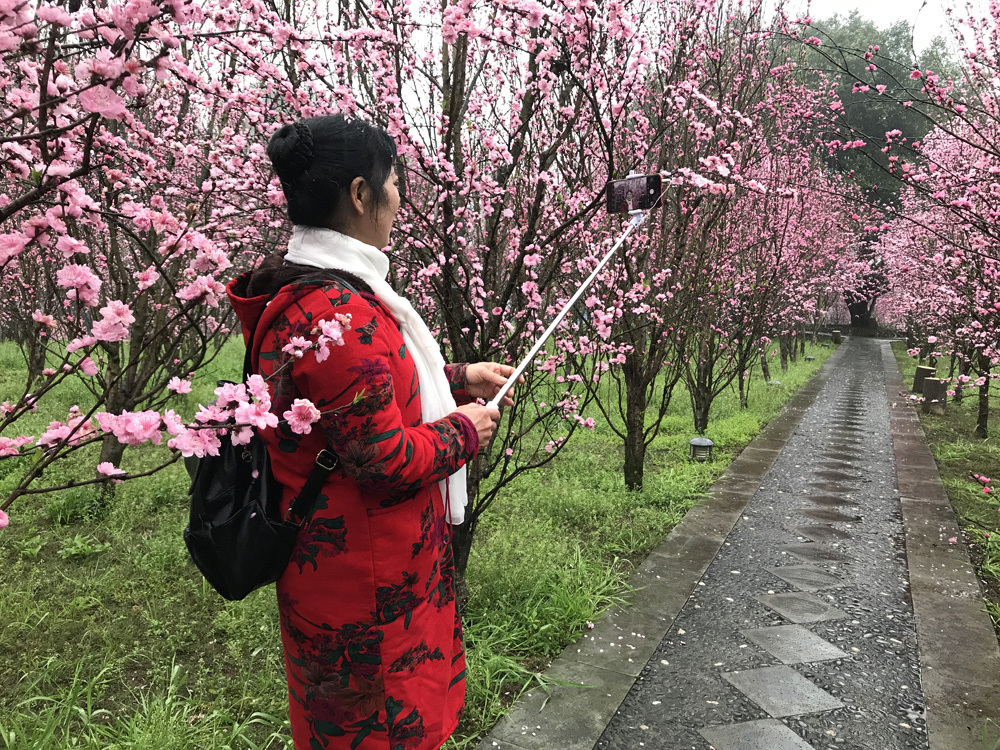 自贡尖山的桃花开了!