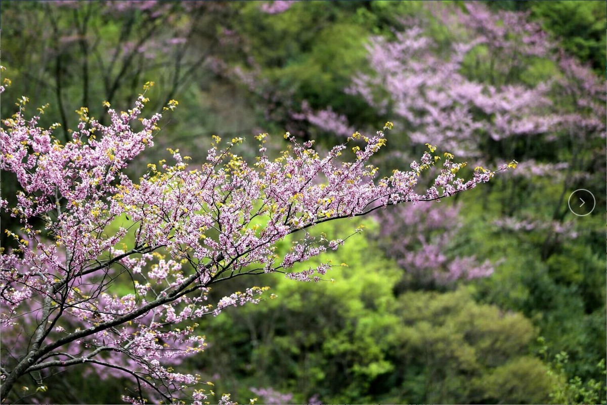 惊艳了初春!青川唐家河十里紫荆花绽放