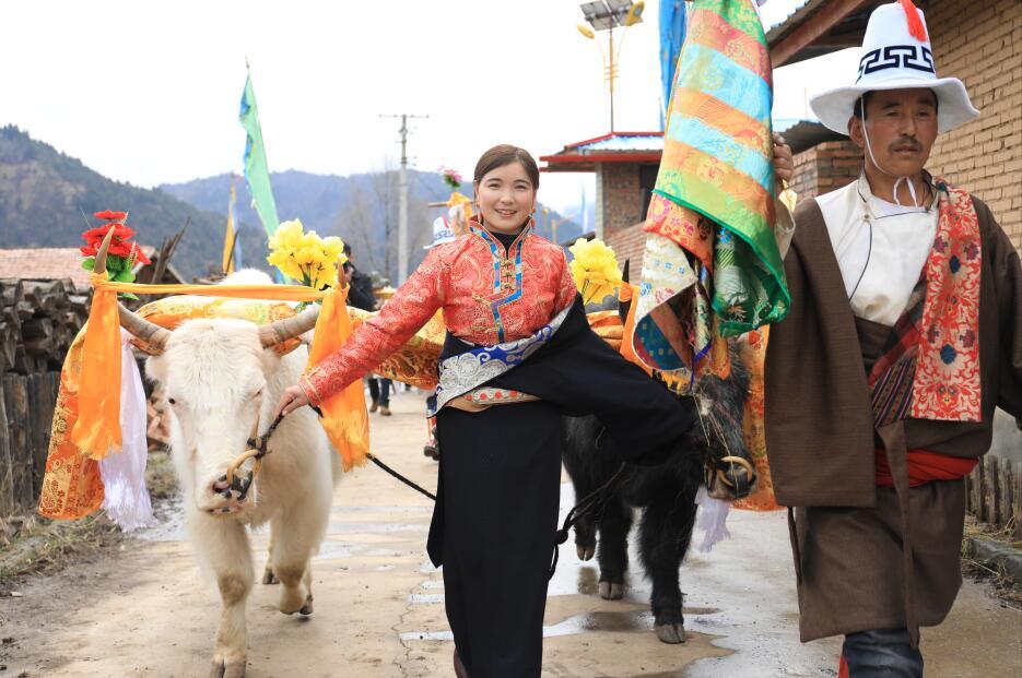 4月14日,是藏历土猪年二月初十,阿坝州若尔盖县阿西茸乡迎来传统春耕