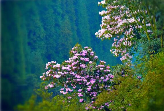 真美!瓦屋山上 杜鹃花含苞欲放