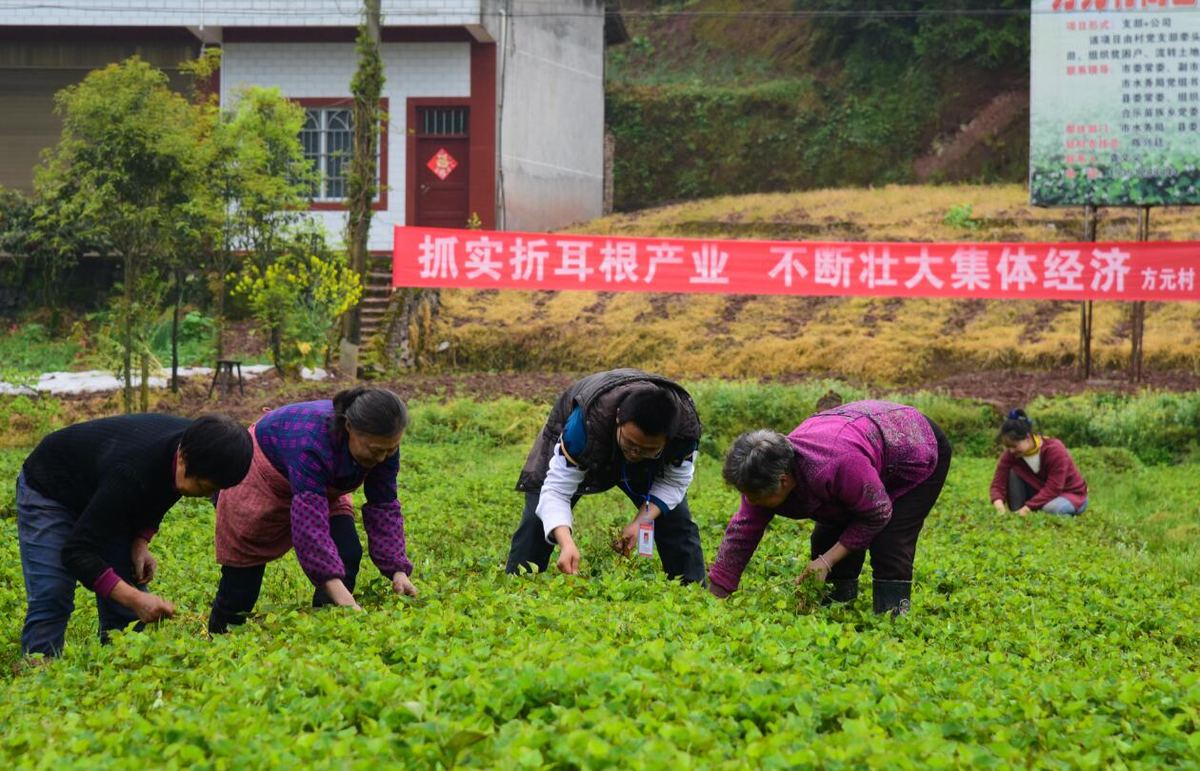 叙永县合乐苗族乡方元村,驻村农技员陈兴廷(左三)和贫困户一起采摘折