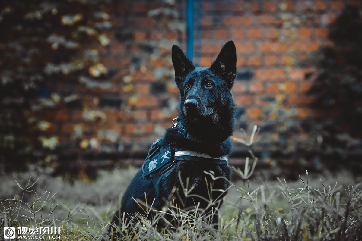 天津铁路警犬工作队的巾帼英雄-搜狐大视野-搜狐新闻