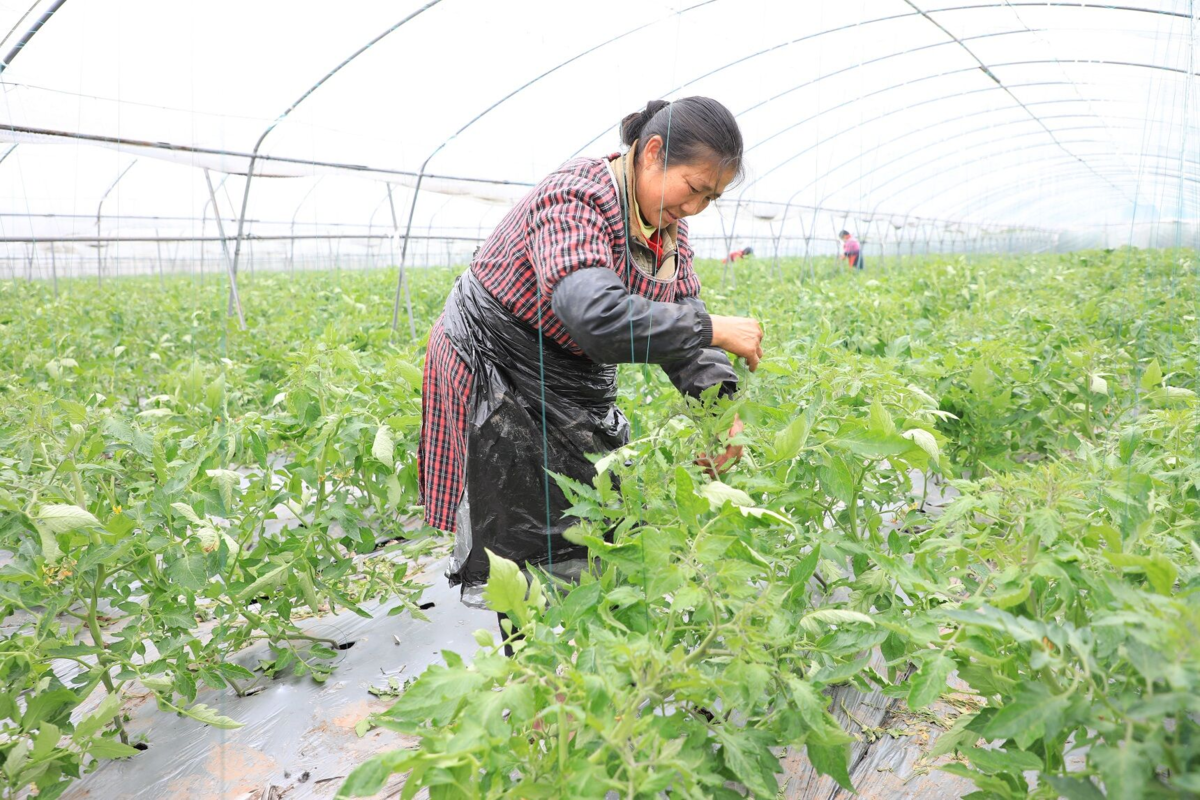 自贡市人口有多少人口_自贡市地图