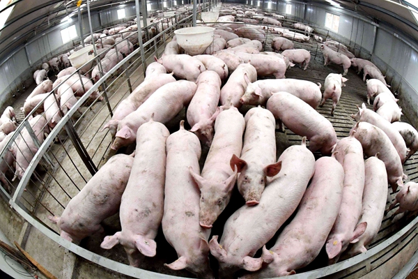 前郭尔罗斯蒙古族自治县人民政府