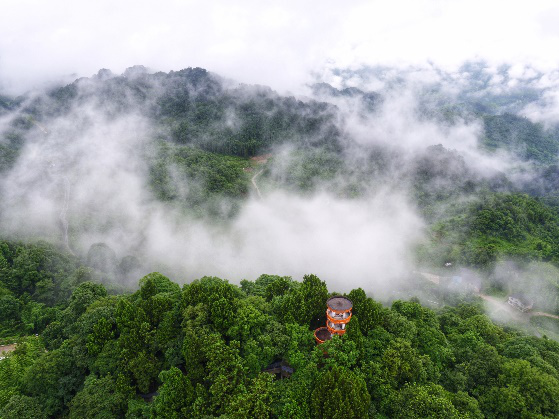 逛竹海 赏竹编 走进竹海"天团"新成员大竹,渠县