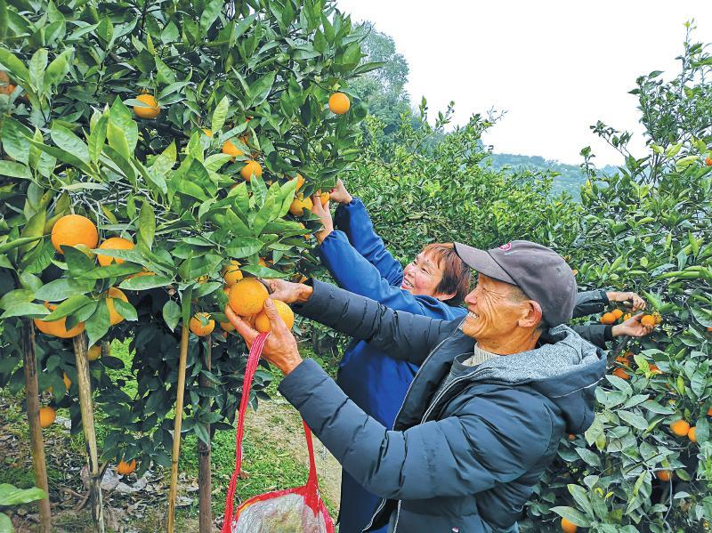 自贡贡井区特色柑橘产供销一体化助力乡村振兴