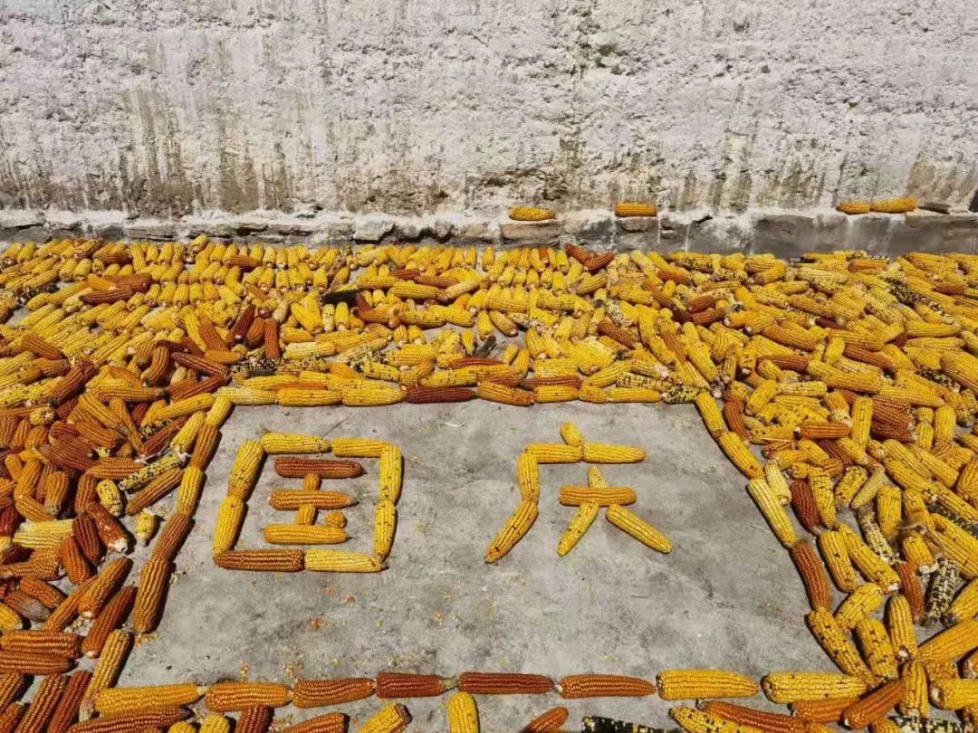 金黄色的国庆节丨助农秋收办实事玉米地里显真情
