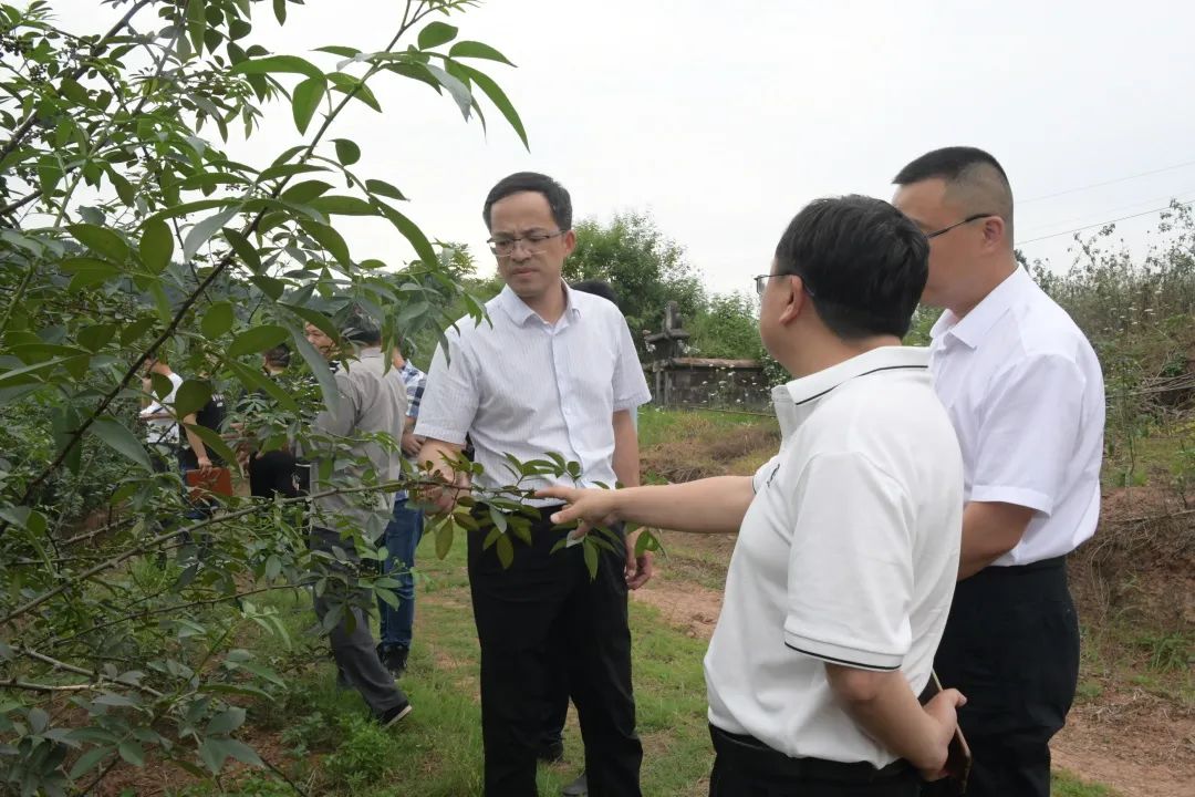 程敏江调研嘉陵东西部协作项目和乡村振兴示范村建设 川观新闻