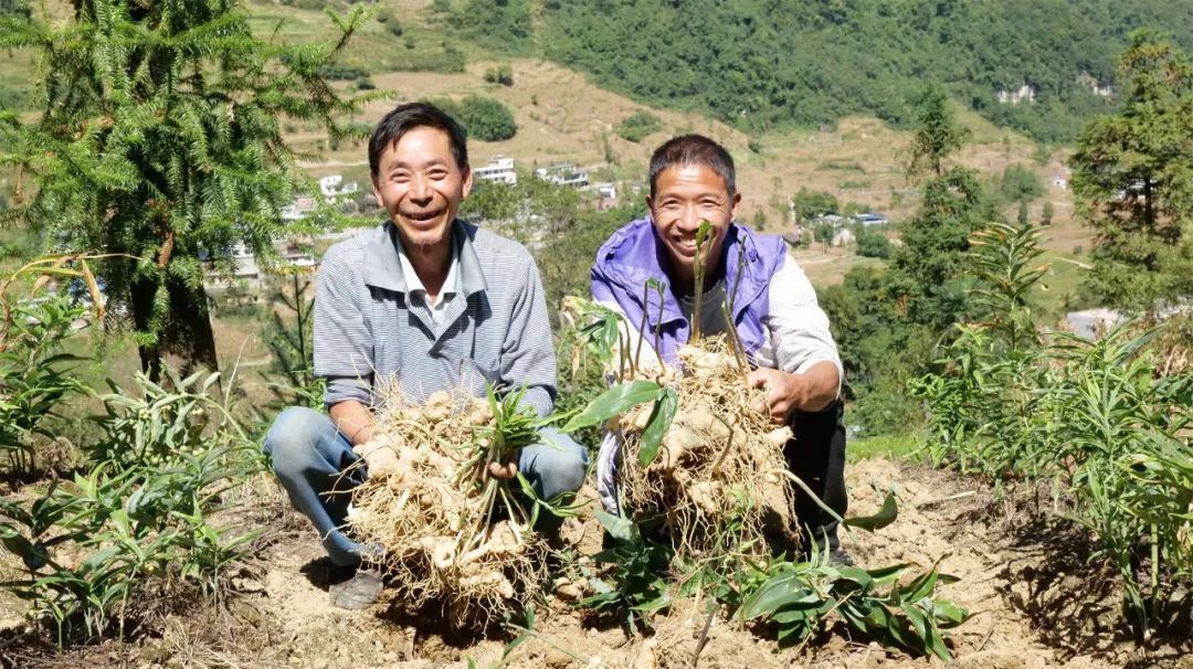 黄精变黄金古蔺村民采收忙