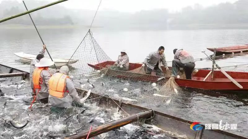 场面震撼隆昌古宇湖大捕鱼捕大鱼