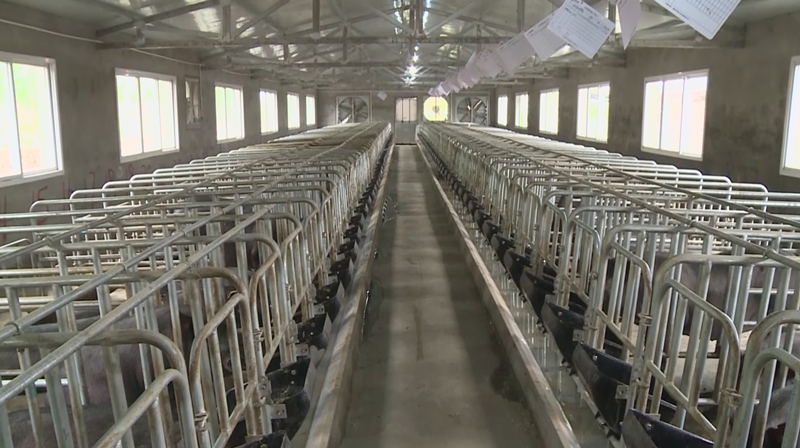 内江黑猪养殖场以市中区永安镇下元村的集体经济养殖场为例,这里