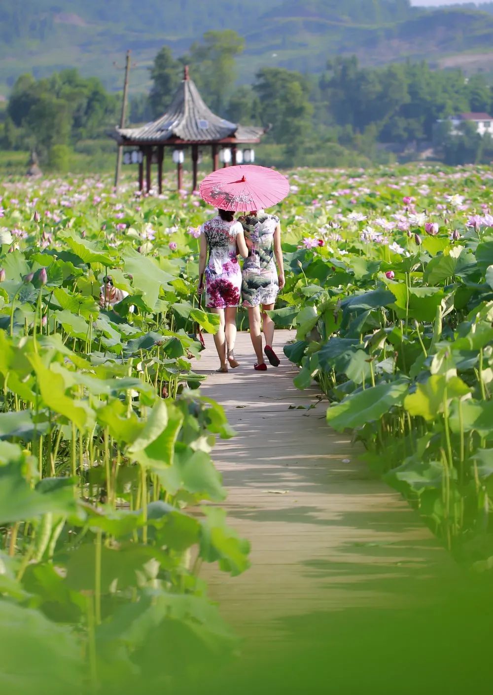 摄影|颜晓红当夏日时节来到开江莲花世界,这一路的婀娜多姿,碧水传情