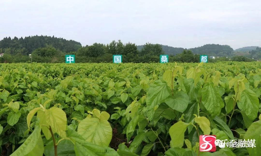 学习贯彻市委全会精神加快推进中国桑都建设乐至县蚕桑