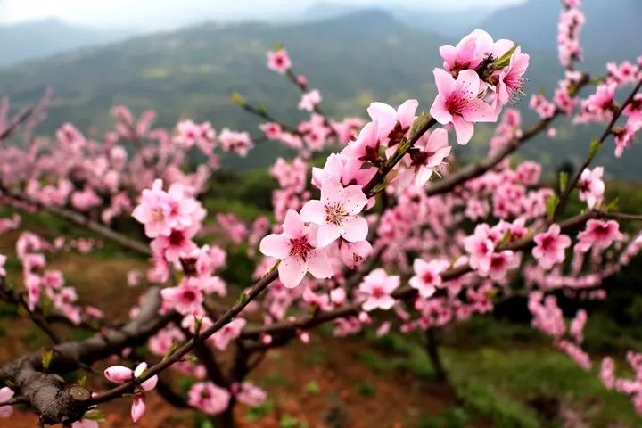 安仁古镇南岸美村(南岸美村四川省成都市大邑县安仁镇清源村)什么都不