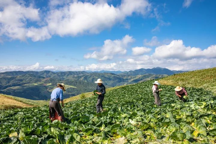 汉源高山农作物 勾勒美丽乡村画卷