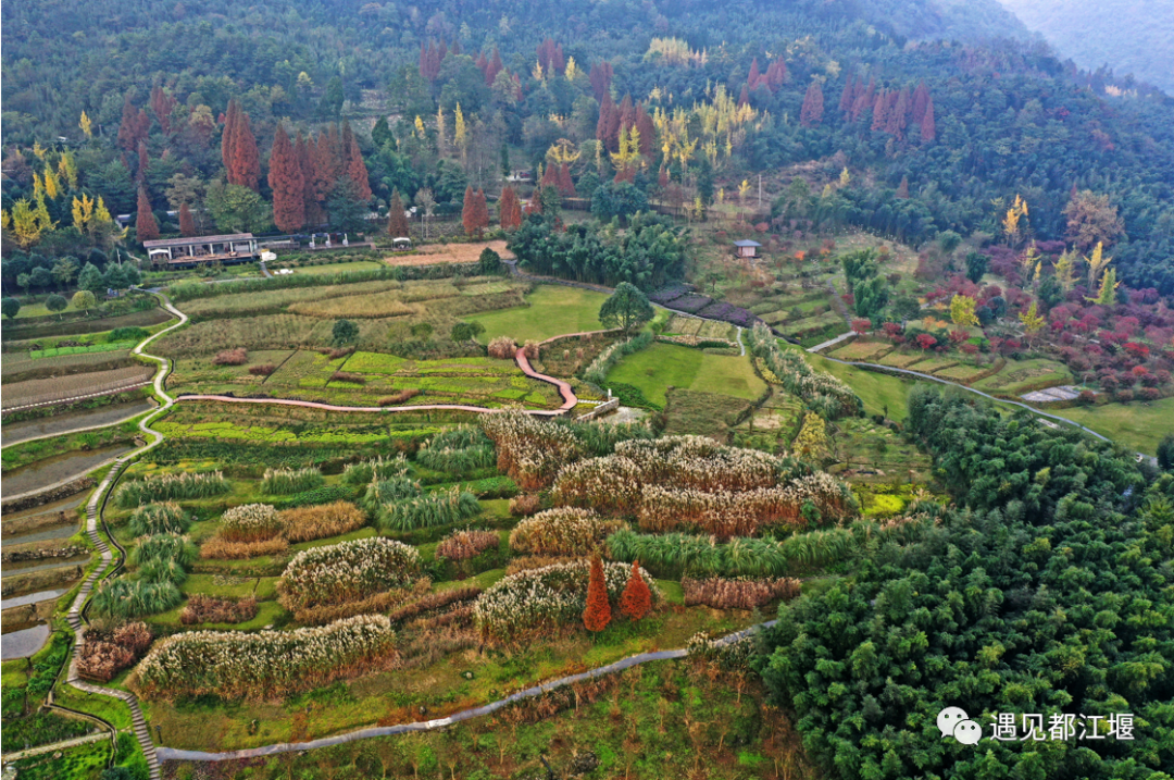 那些散落各处的银杏,枫树,水杉…赋予了峨山大坪多姿多彩的美貌摄影