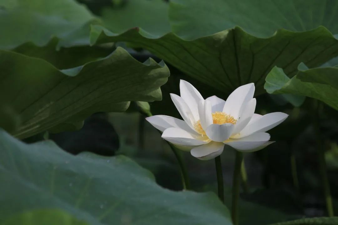 藕田里的白莲花俏快来看看安岳这里的荷花