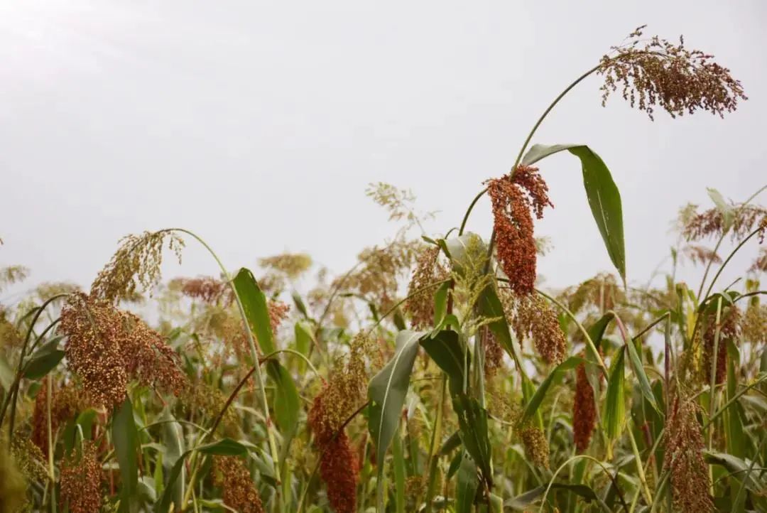 龙泉驿锦绣天府高粱熟了红满天