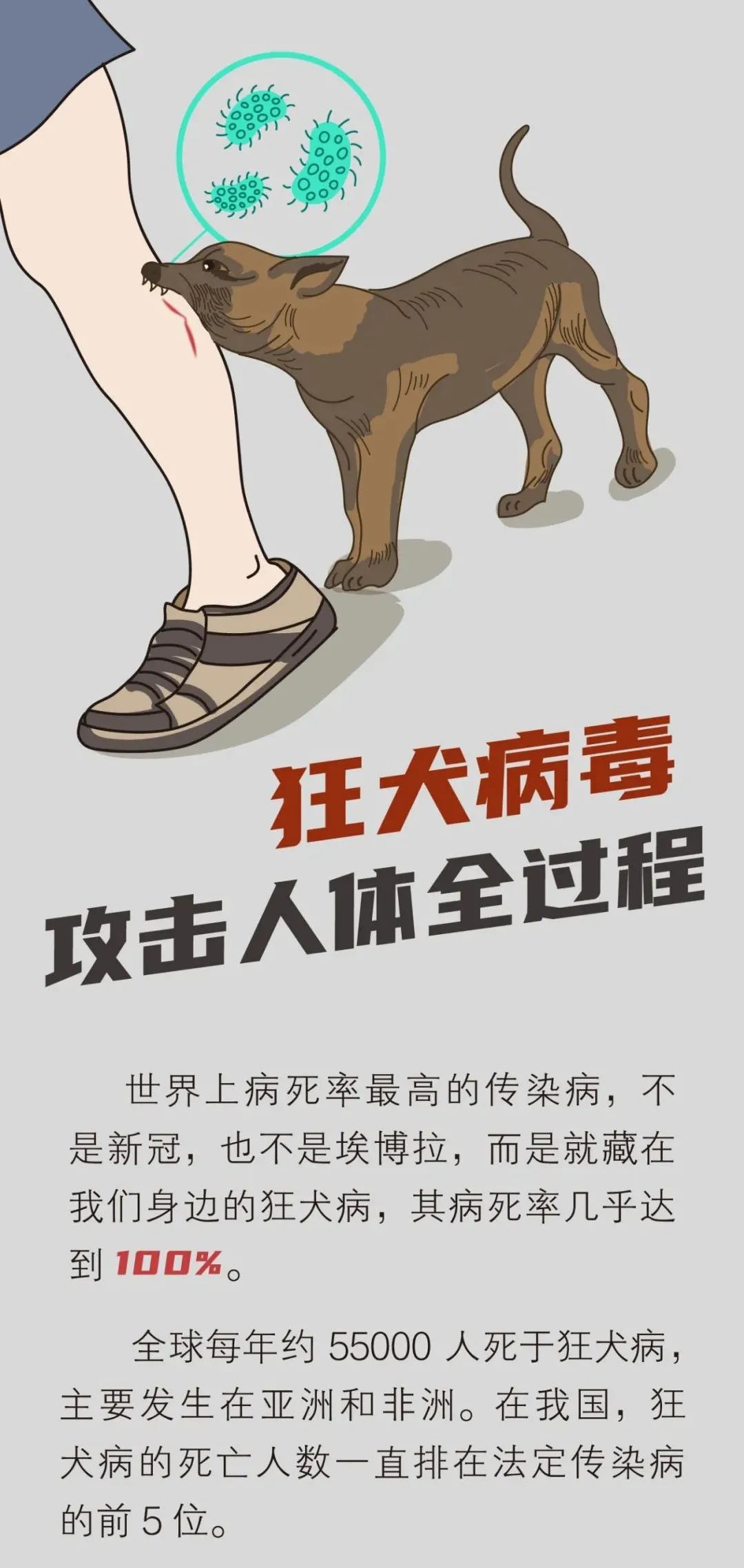 世界狂犬病日狂犬病毒进入人体后发生了什么