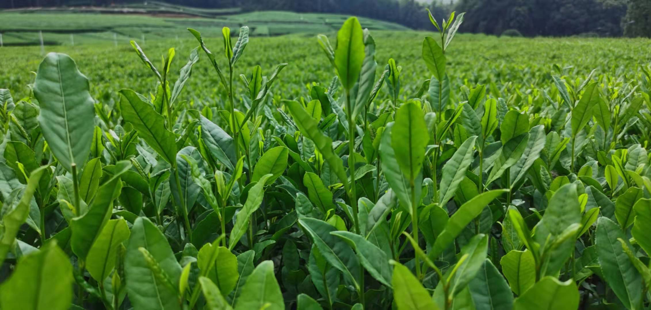 贵州这里的茶园太美了 川观新闻