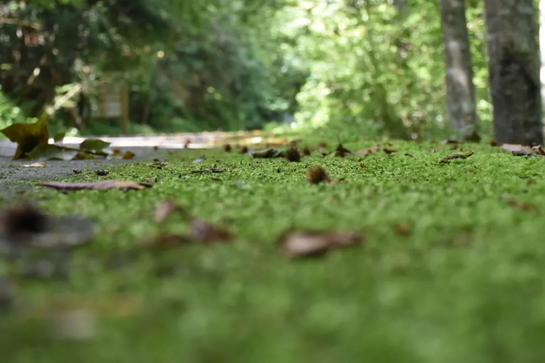 诗画青川 正是人间清暑殿—阴平古道上的四时美景 川观新闻