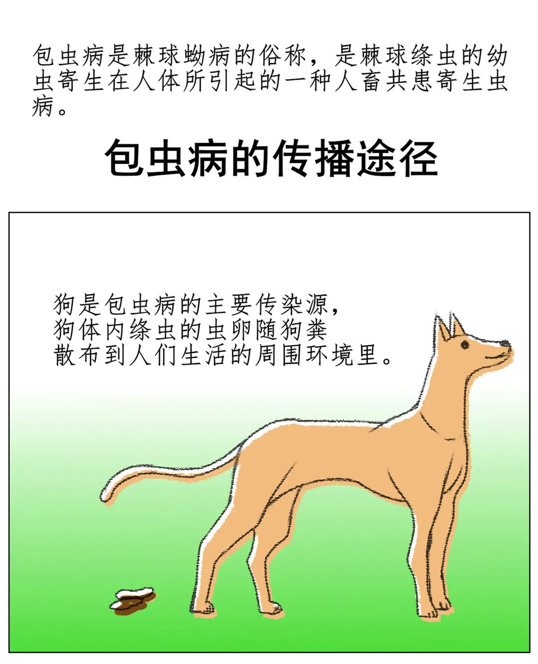 科普漫画说防病之预防包虫病