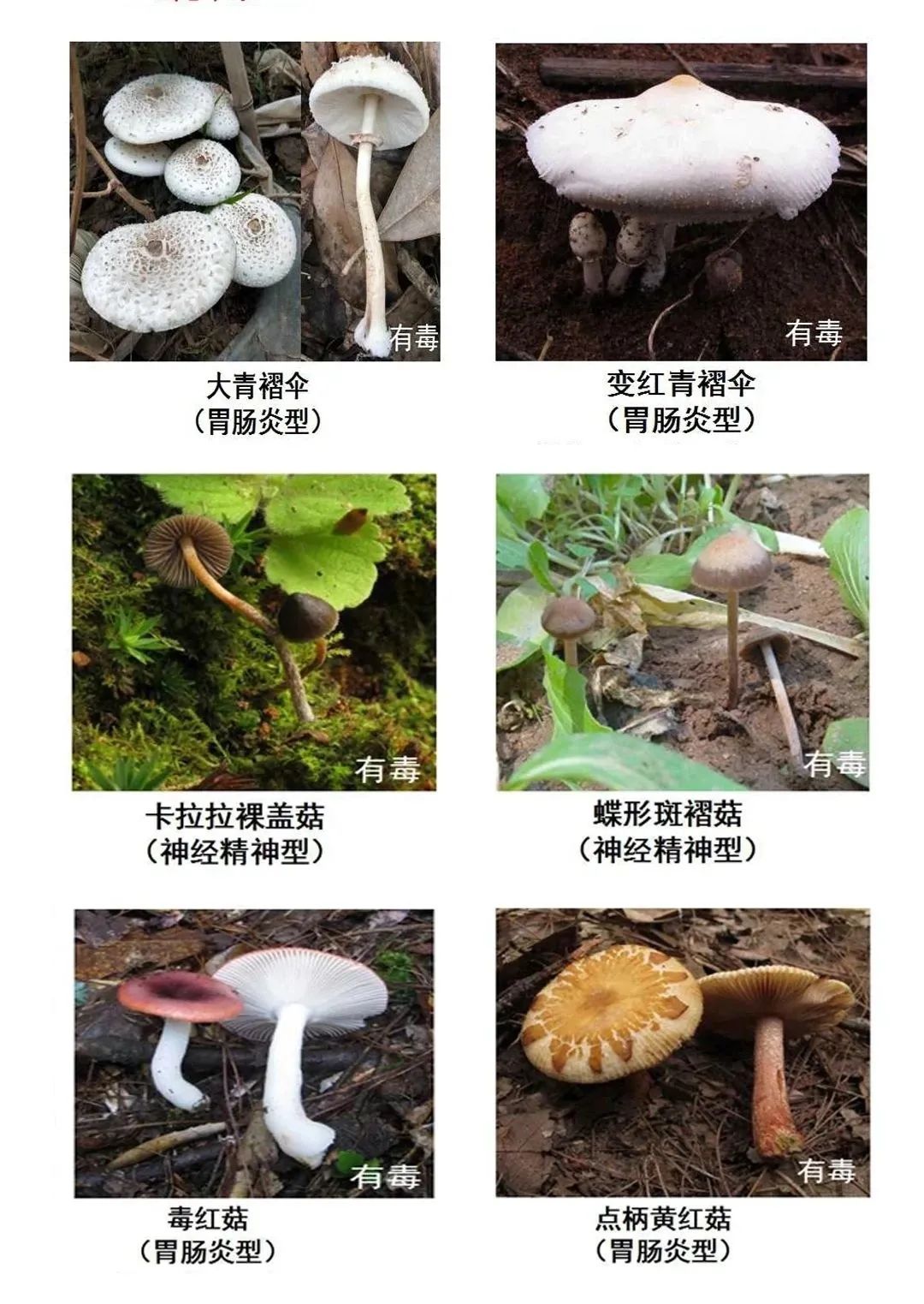 温馨提示:在野外,无毒的蘑菇往往与有毒的蘑菇混生,外观相似,极易误