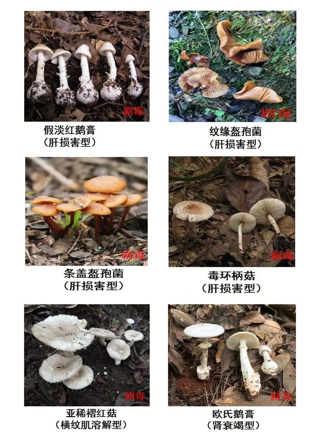 温馨提示:在野外,无毒的蘑菇往往与有毒的蘑菇混生,外观相似,极易误采