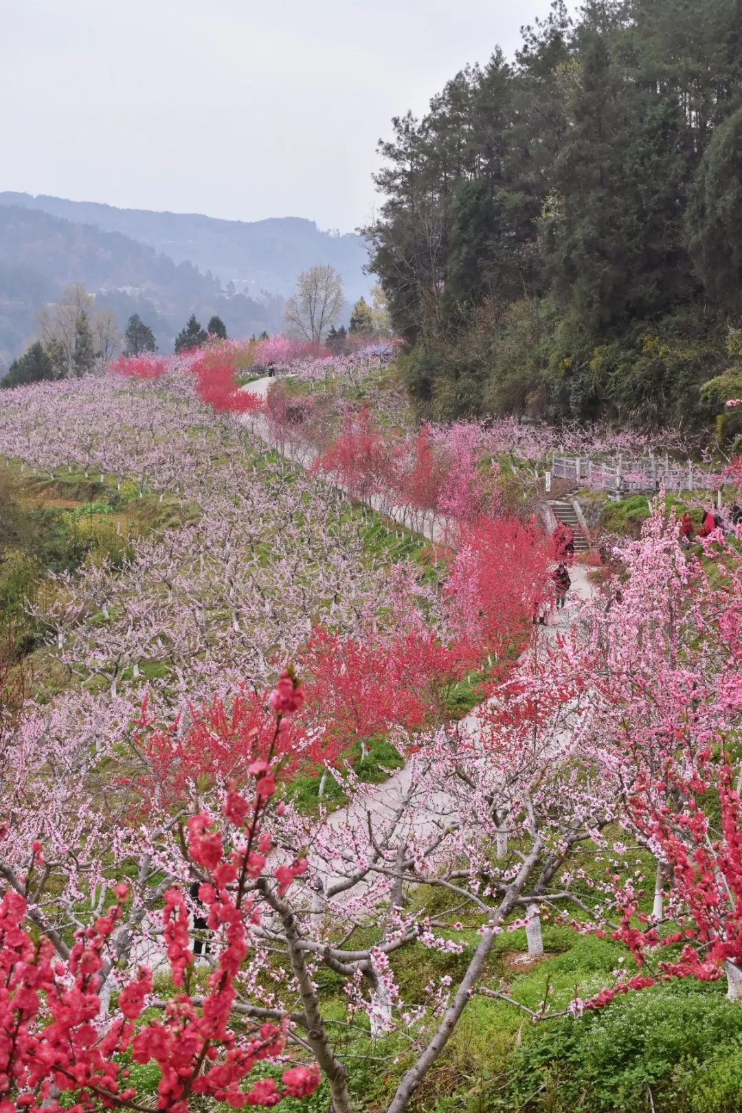 闲暇时光来苍溪黄猫垭发现不一样的美景