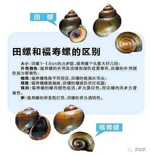 福寿螺又名大瓶螺,贝壳外观与田螺相似,属一种外来入侵生物.