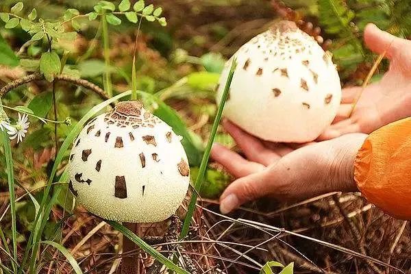 当心有毒合江人路边发现这些野生蘑菇勿采勿食