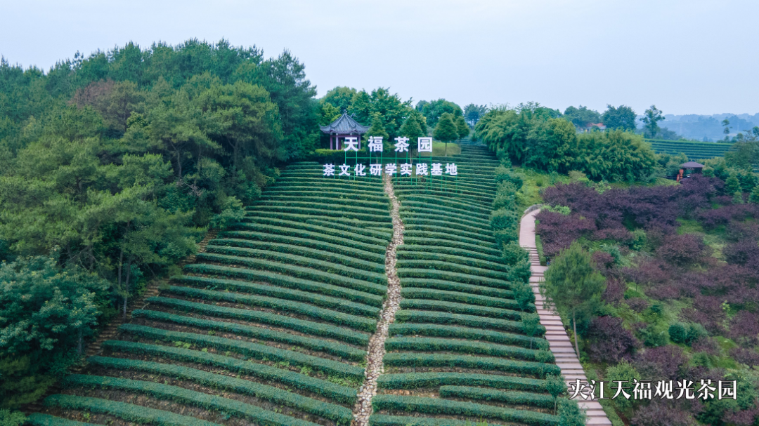 l10推荐闻悠悠茶香乐山这些茶园值得你来