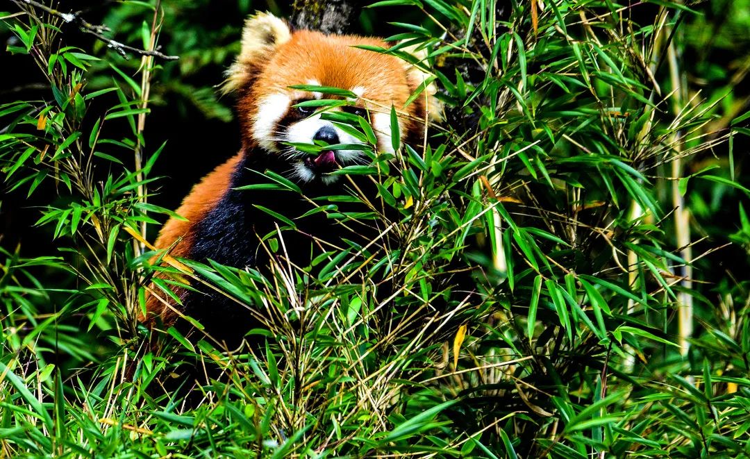 这个秋天,瓦屋山的小熊猫给您发出了邀请函哦