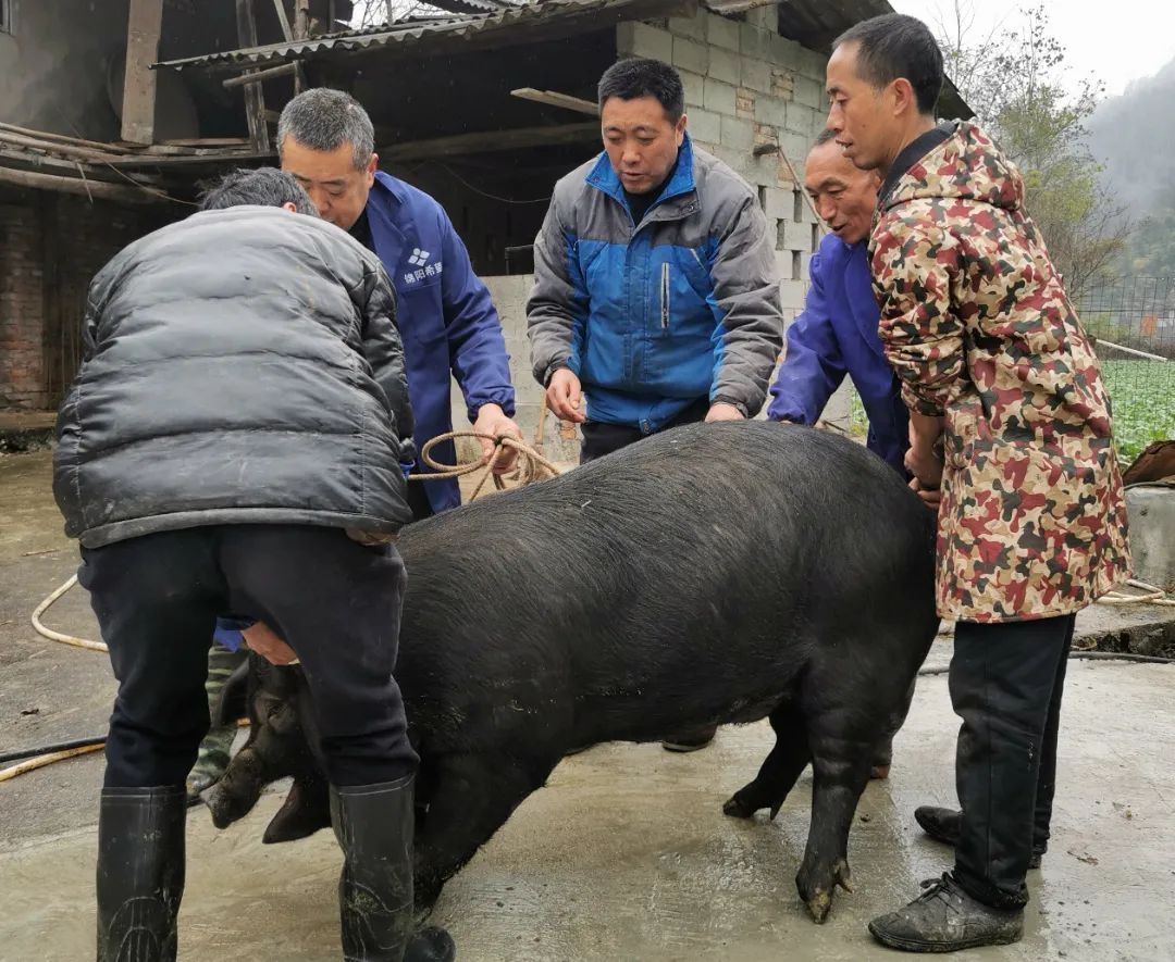 聚焦北川腊肉产业编导狄晓璐,摄像郑鑫走进北川中央广播电视总台财经