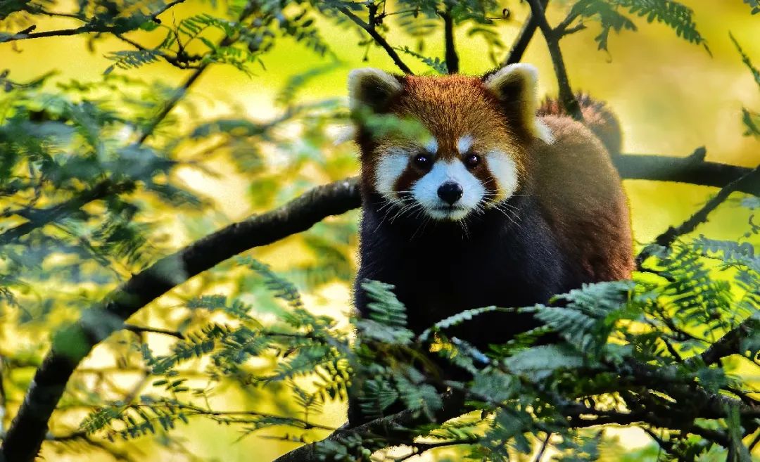 这个秋天,瓦屋山的小熊猫给您发出了邀请函哦