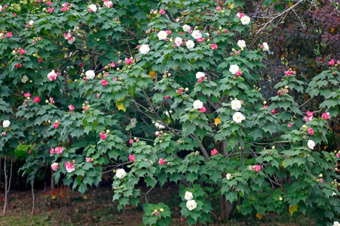秋风起,月城秋色烂漫 木芙蓉花开似锦 - 川观新闻