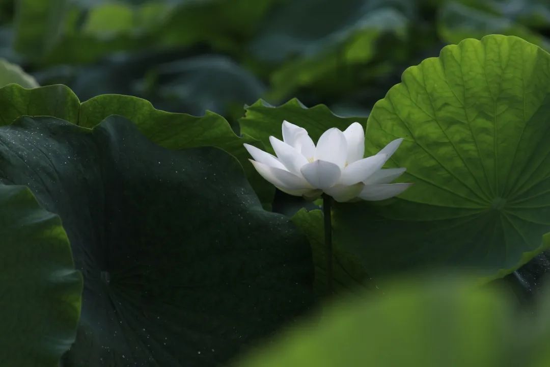 藕田里的白莲花俏快来看看安岳这里的荷花